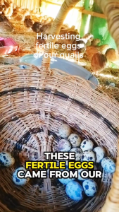 Fertile Quail Eggs Native Philippine Quail & English White Jumbo Quail 30 Pieces +5 Free