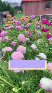 Gói 5000hat .hoa 10 giờ kép mix màu nãy mầm đều gieo trồng quanh năm