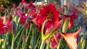 AMARYLLIS PLANT BULB