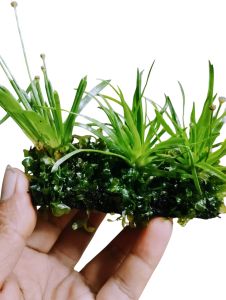 tanaman aquascspe erio cinereum mix MOS felia media lempeng hiasan aquarium