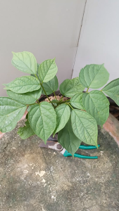 ต้นลิ้นฟ้า ต้นเพกา ถุงเพาะ 5.5นิ้ว