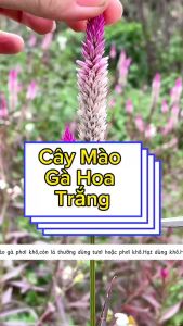 Hạt giống hoa mào gà trắng ( mào gà đuôi nheo )-Gói 20 hạt-gieo trồng quanh năm