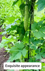 Garden Plant Support Stakes Accessories | Climbing Frame for Flowers Plants & Vegetables | Durable Garden Trellis Poles