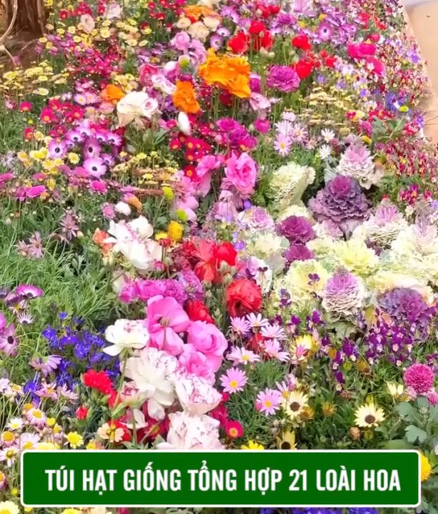 Hạt Giống Hoa Tổng Hợp 21 Loại hoa siêu đẹp dễ trồng tỉ lệ nảy mầm 98% ...