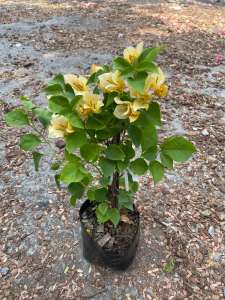 เฟื่องฟ้า ไม้ประดับทนแดดปลูกกลางแจ้ง ออกดอกทั้งปี ขนาดถุงดำ4นิ้ว ส่งทั้งถุง ไม้ดอก ไม้ประดับ ไม้มงคล Bougainvillea