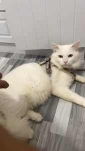 1cc 3cc 5cc Disposable Syringe Medicine Dropper with Removable Needle for Pets Nursing Feeding Pet Feeder