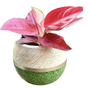 Clay Pot 6x6 inches