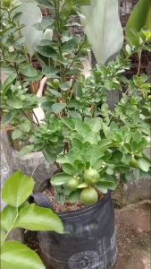 Bibit Jeruk Sonkit Sudah Berbuah Banyak Super