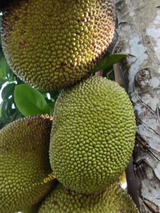 Bibit Nangka Sayur Super Unggul
