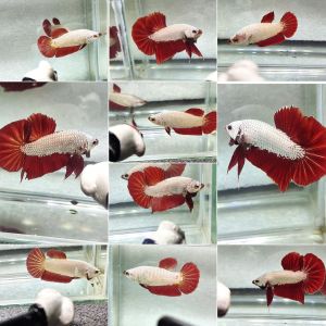 ปลากัดเรดดราก้อน มังกรแดง | !ส่งฟรีมีปลายทาง | ลับแลปลากัด