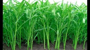 เมล็ดพันธ์ผักบูนเส้น เมล็ดพันธุ์ดี คุณภาพเด่น และใบเรียวยาว โตไว อัตรางอก 85% (1800เมล็ด)