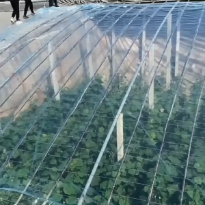 [ส่งจากกทม]พลาสติกโรงเรือน หน้ากว้าง3/4/5/6m พลาสติกคลุมโรง กรีนเฮ้าส์ พลาสติกPE (เกรด A)พลาสติกคลุมโรงเรือน ไมครอน uv 7% เหมาะสำหรับงานกันซึมหลังคาเรือนกระจก กันสาดอาคาร