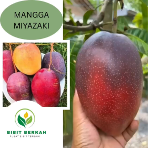 Bibit Mangga Miyazaki Okulasi – Tinggi 50–70 cm – Mangga Premium Jepang Cepat Berbuah