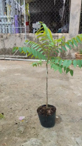 Cây Giống Chùm Ruột Ngọt - Trái Sai Vị Ngọt - Cực Dễ Trồng - Cây Trồng Chậu - Cây Giống Vân Anh
