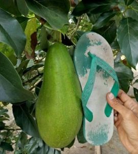 Bebas Pilih BIBIT ALPUKAT 1 METER - bibit alpukat 1meter - bibit tanaman buah alpukat satu meter - bibit alpukat batang besar