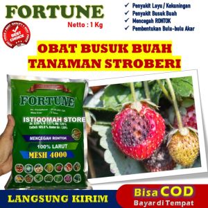 FORTUNE 1 KG Pupuk Kalsium Obat Ampuh Atasi Busuk Buah Stroberi | Fungisida Berkualitas Lindungi Stroberi dari Serangan Jamur Cegah Pembusukan Tingkatkan Hasil Panen Lebih Optimal dengan Perlindungan Efektif dan Ramah Lingkungan
