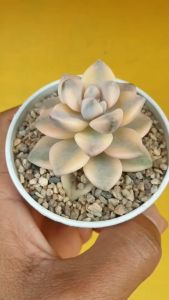 ต้นไม้อวบน้ำ กุหลาบหิน แกร๊ปโตพีทาลัม เบอร์นาเลนเซ่ (ด่าง) Graptopetalum Bernalense Variegated #ต้นไม้อวบน้ำ #กุหลาบหิน #แกร๊ปโตพีทาลัม #เบอร์นาเลนเซ่
