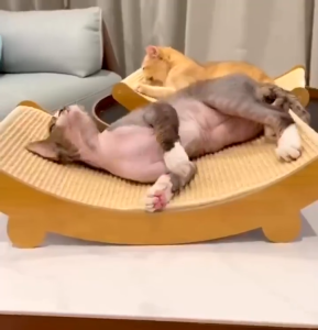 ที่นอนแบบ 2in1 ที่นอนลับเล็บแมว ที่ลับเล็บแมว เตียงลับเล็บ เป็นเชือกป่านอย่างดี ทนทาน