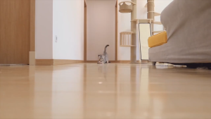 Meilovmao Laser Pet Cat Toy USB Rechargeable UV Torch Light Cat Chaser Laser Pens Cat Play Interactive Toy