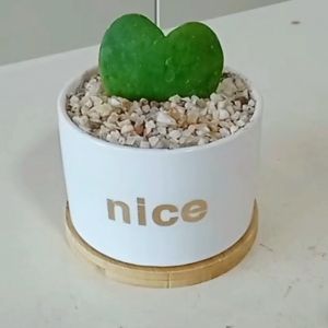 Multi-sizes Bamboo Breakfast Serving Tray & Coaster - Eco-friendly & Stylish Tableware