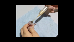 Magnifica Handfeed Formula Hand Feeding Nursing Baby Bird  for Budgie Parakeet African Lovebird Cockatiel FInches