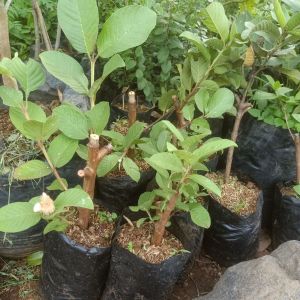 Bibit pohon jambu kristal cangkok
