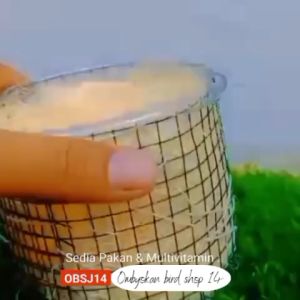 Sarang Pleci Ram: Tempat Breeding Bertelur Burung Pleci Buatan Tangan