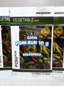 Benih Cabai Rawit Merah Ponirun: Menguasai Budidaya Cabai Unggul