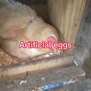 10/20/50Pcs Artificial dummy eggs Plastic fake eggs for Laying chicken Hen nest boxes