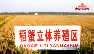 Rao Zexiang Authentic Crab Field Pearl Rice Liaoning Beidahuang Premium Japonica Rice Soft Sweet Glossy Rice Plump Grain Rich Taste