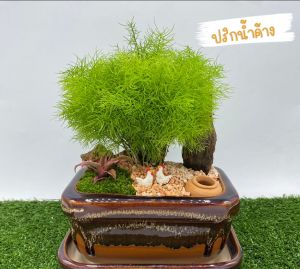 สวนถาดไม้มงคล ปริกน้ำค้าง กระถางเซรามิกเหลี่ยม พร้อมตุ๊กตาตกแต่ง