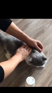 Pet Dry Shampoo Cat Dog Cleaning Powder Bathing Washing Pet Grooming Shampoo Kucing Kering Syampu Mandi Kucing 宠物沐浴干洗粉 Premium Pet Shampoo Powder for Cats & Dogs - Fresh Scent Deodorizing & Itch Relief