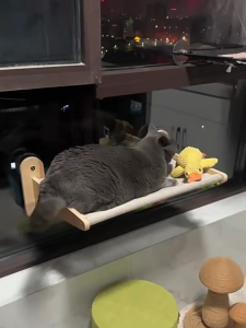 lovinland Window Sill Perch for Indoor Cats One-Step Sliding Clamping Slot Adjustment Window Hammock With Removable Covers