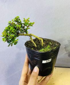 Sam núi bonsai mini sĩze 10cm phân tan chậm