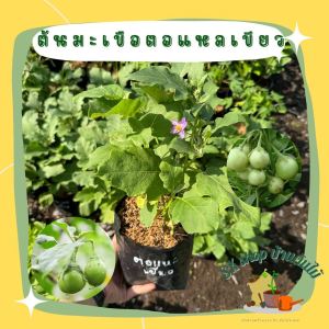 ต้นมะเขือตอเเหล เขียว เพาะเมล็ด ถุงดำ6นิ้ว ผักสวนครัว ผักสวนครัวปลูกง่าย ผักสวนครัวพร้อมปลูก ผักออร์แกนิก