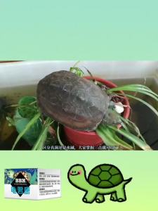 💗🙋♀️💗乌龟壳白斑真菌感染专用膏乌龟背部白点发白龟甲腐皮烂甲除真菌