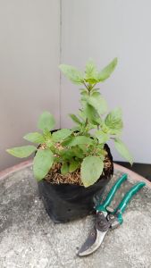 ต้นกะเพราป่า ส่งพร้อมถุง 5.5นิ้ว. กระเพรา กะเพรา ต้นกะเพรา