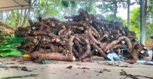 Củ bạc hà núi (Đao ở thất sơn ) 10kg trị ung thư