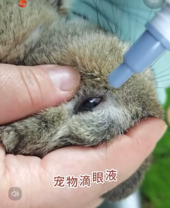 Dr Bunny Promedi Eye Drop Hamster Guinea Pig Rabbit Chinchilla