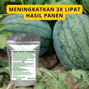 Pupuk Booster Semangka Pelebat Organik Cepat Berbuah Lebat Besar Anti Rontok Pembesar Semangka