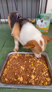 JooyPet 9 Tray Freeze-Dried Dog Food 20% Raw Meat Bone Chondroitin Sulfate para sa Kalusugan ng Tiyan Matitibay na Buto Pangangalaga sa Mata,10kg