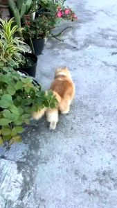 NOVAMOS Paws & Dry Shampoo 100 ML: Shampoo Kering Anabul Mandi Tanpa Air