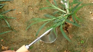 Garden Handle Digging Puller Tool Garden Weeder Tool Hand Grass Bend-proof Weed Puller Stainless