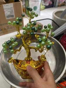 Cây kim tiền mini cao 16cm