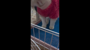 แผ่นยางรองกรงกันเจ็บเท้า สัตว์เลี้ยง ชูก้าไกลเดอร์ กระรอก นก และสัตว์เลื่องอื่นๆ ขนาด30x30 cm