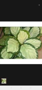 tanamanhias calatea dakstar