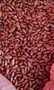 Bibit Kacang merah Jogo 500grm mudah tumbuh dan tahan hama