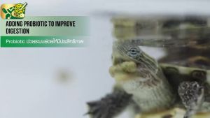 SAKURA TURTLE&REPTILE มี 3 ขนาด เม็ด 8 15 mm. (อาหารเต่า และ สัตว์เลื้อยคลาน สารอาหารสูง เสริมวิตามิน D3 เร่งโต กระดองใหญ่ สุขภาพดี) +อาหารเต่า