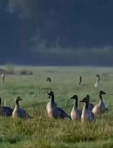 2025 Laser Pointer bird repellent🎯 Keep birds away laser light Fast bird repellent No more bird mess bird spikes 驱鸟神器