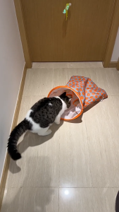 Self Playing Cat Teaser Stick Laser Pointer Bell Toy Untuk Anak Kucing Lembut Dan Selamat 逗猫棒